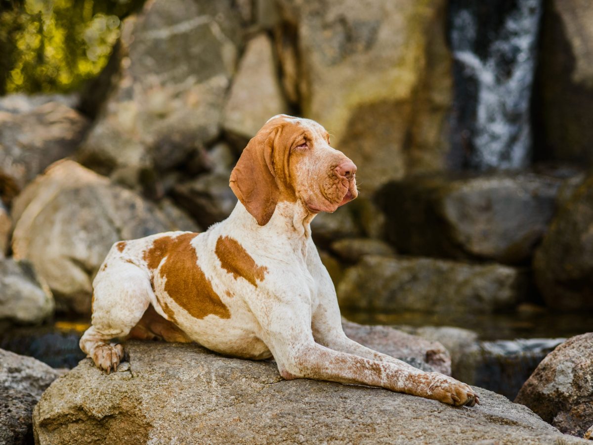 Tutte le razze di cani italiani riconosciute dall'ENCI Tutte le razze di cani italiani riconosciute dall'ENCI