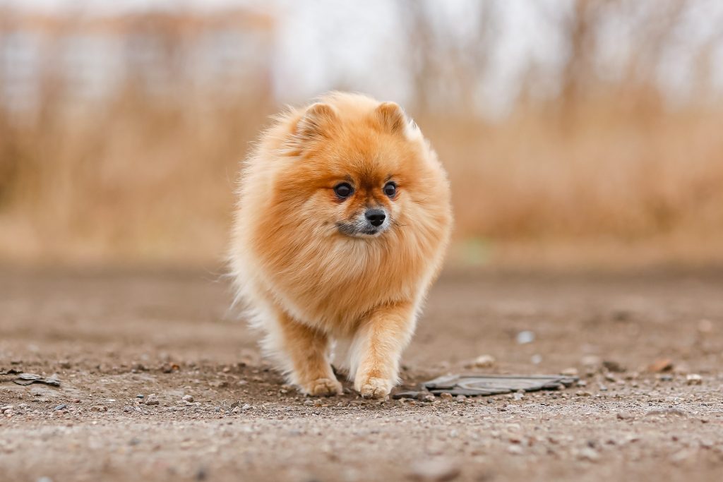 Le 10 razze di cani a pelo lungo più belle Le 10 razze di cani a pelo lungo più belle
