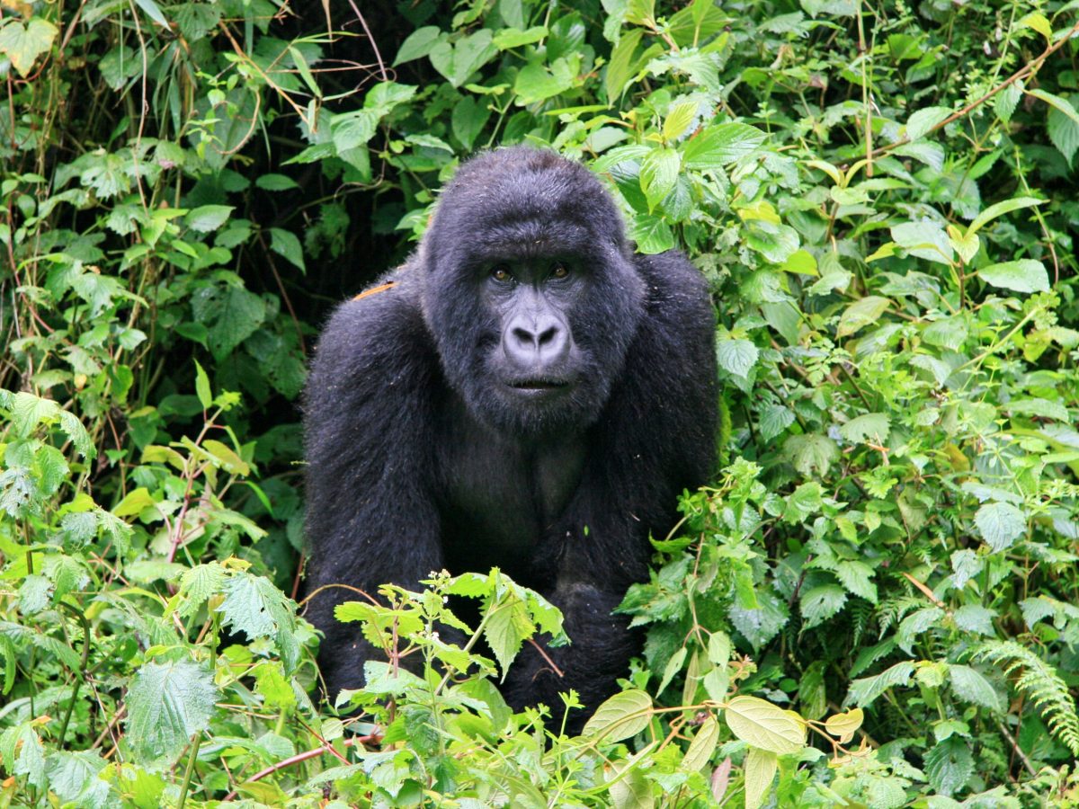 Gorilla Che Si Batte Il Petto