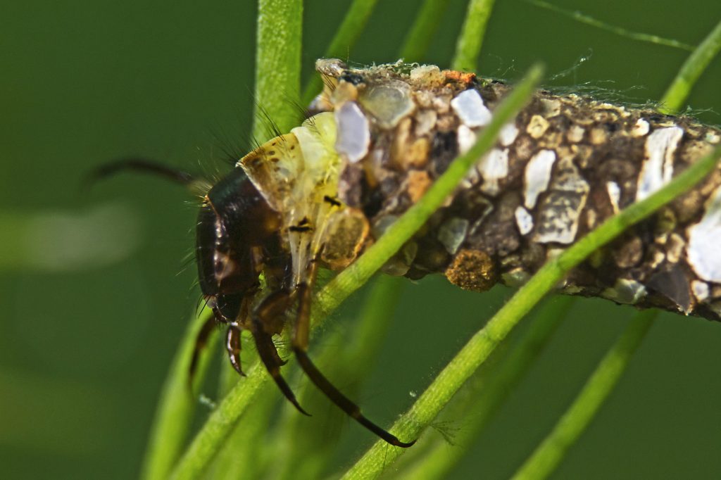 Una larva acquatica di tricottero all’interno del suo astuccio fatto di sassolini