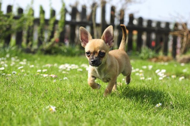 Chihuahua