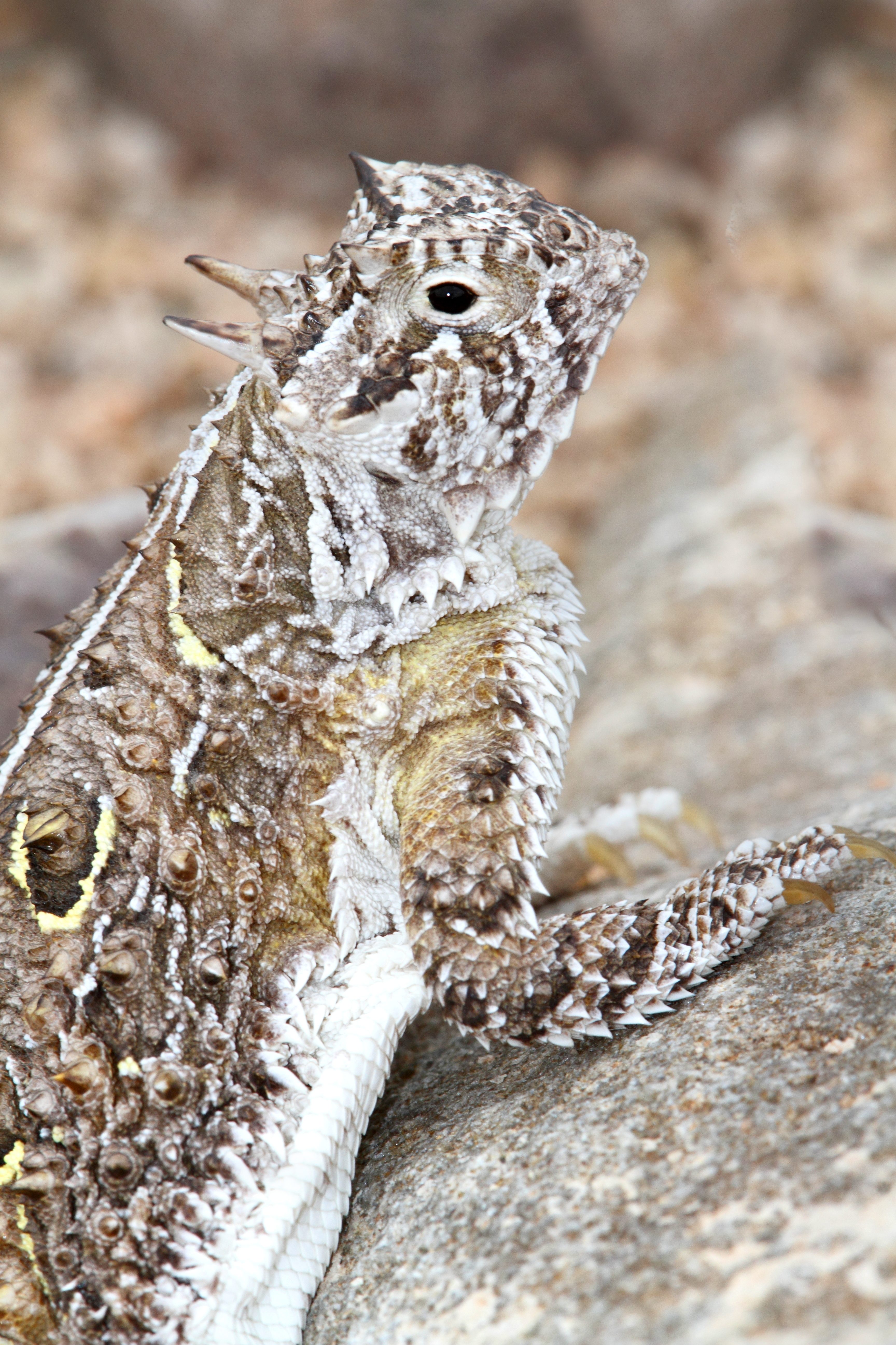 Lucertola cornuta del Texas (Phrynosoma cornutum)