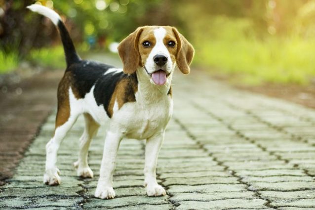 Beagle