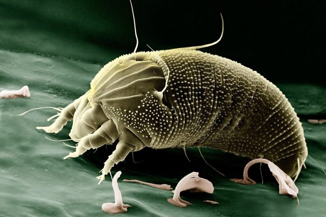 Acaro (Aceria anthocoptes)