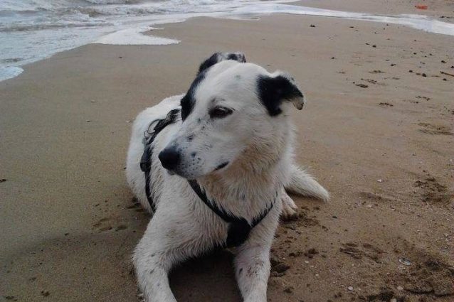 Mukka in spiaggia
