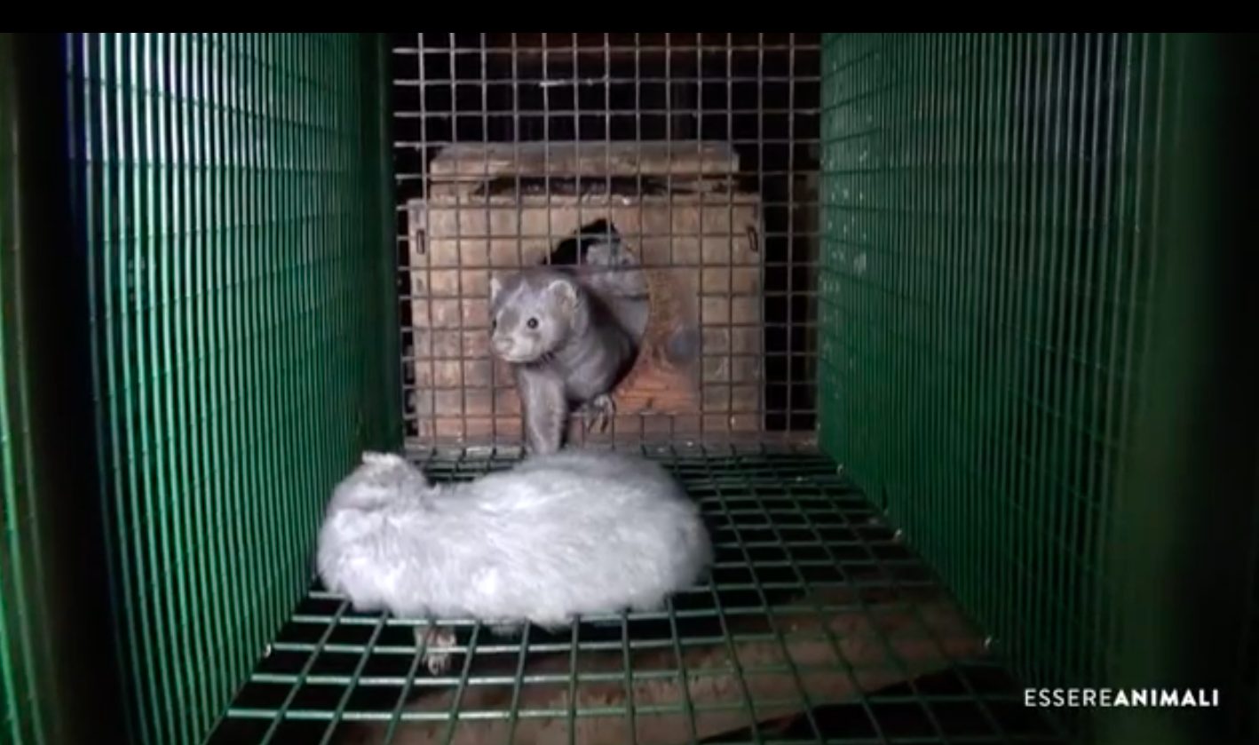 Un visono in una minuscola gabbia da allevamento in un’immagine del video di PETA (credits:@PETA/Essere Animali)