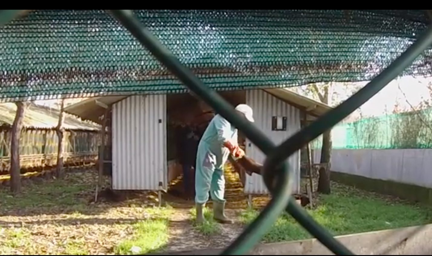 Quando il gas non basta, intervengono gli operai dell’allevamento per uccidere manualmente i visoni (credits:PETA/EssereAnimali)