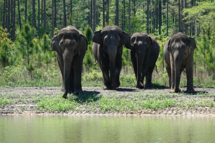 Gli elefanti arrivati al White Oak Conservation in Florida (credits:@WhiteOakConservation)