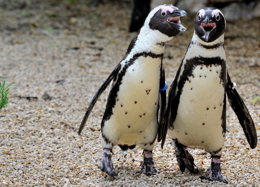 I pinguini del Bioparco. Una colonia numerosa che ultimamente ha visto la nascita di nuovi nuovi esemplari (credits:@BioparcoFacebook)