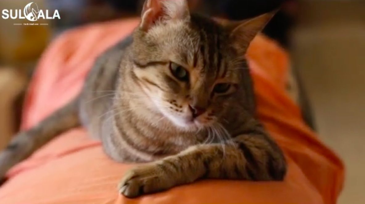Un gatto del rifugio (credits@SualaAnimalrescue)