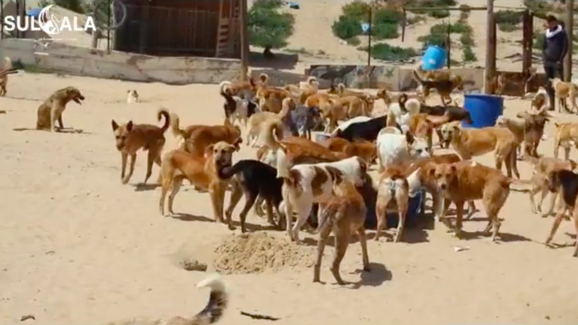 Un’immagine dei cani che vivono nel nel rifugio sorto nel 2020 a Gaza CIty (credits@SalulaAnimalRescue)