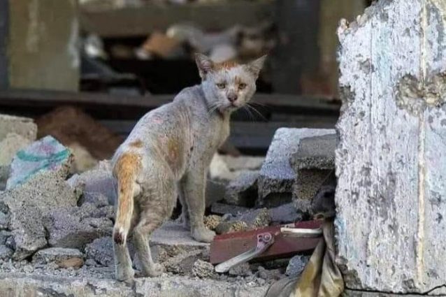 Un gatto in fuga dalla guerra (credits: @SulalaAnimalRescue)