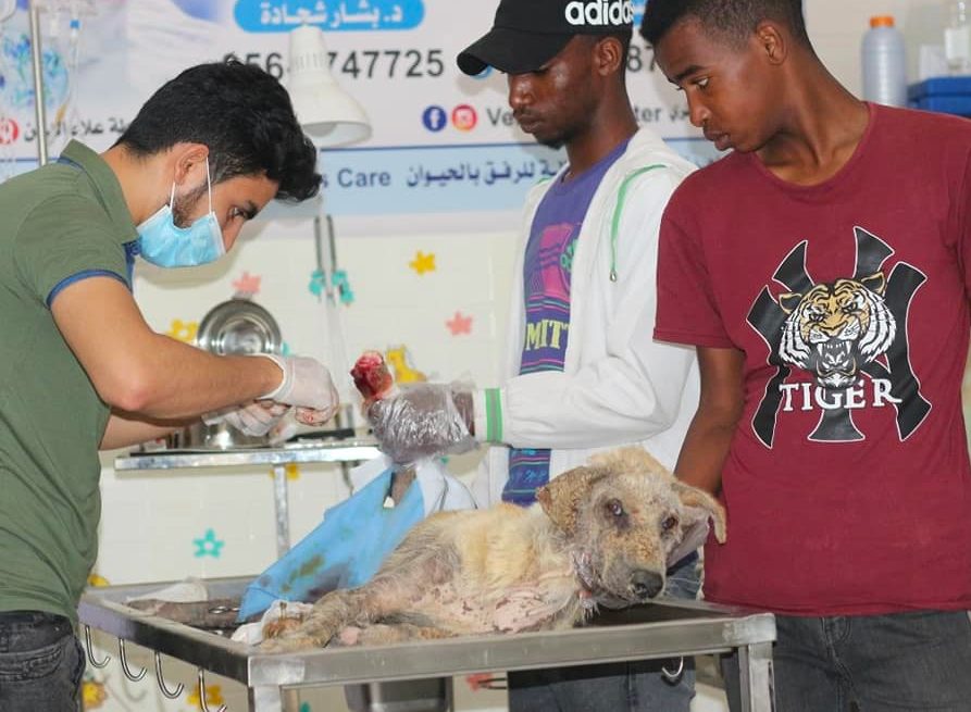 Il lavoro dei volontari al rifugio, per curare gli animali che arrivano feriti (credits: SulalaAnimalRescue)