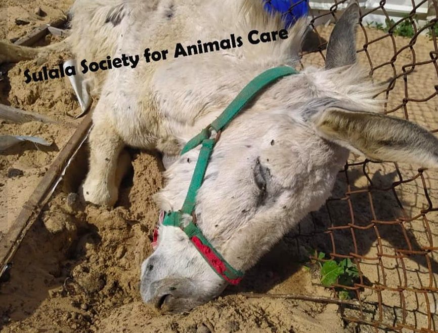 L’asino ritrovato ucciso dalle schegge nel rifugio di Gaza City (credits@SalulaAnimalRescue)