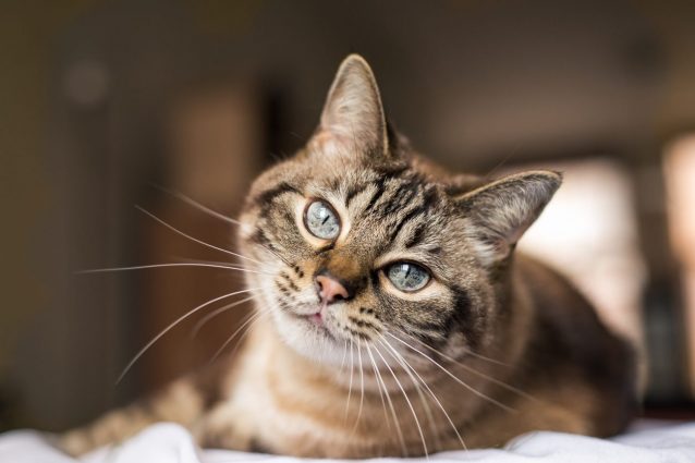 gatto europeo