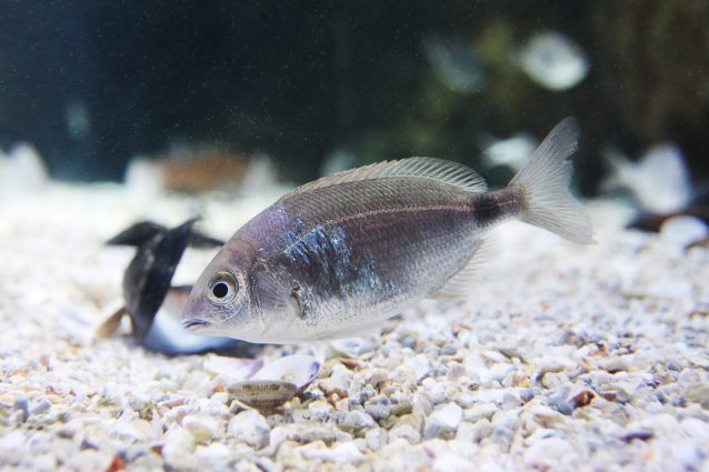 occhiata