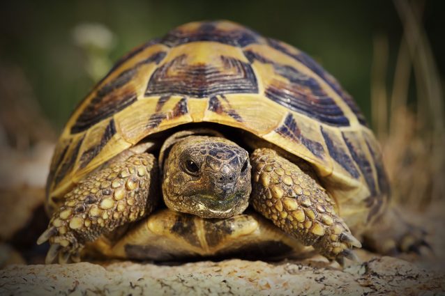 Esemplare di Testudo hermanni