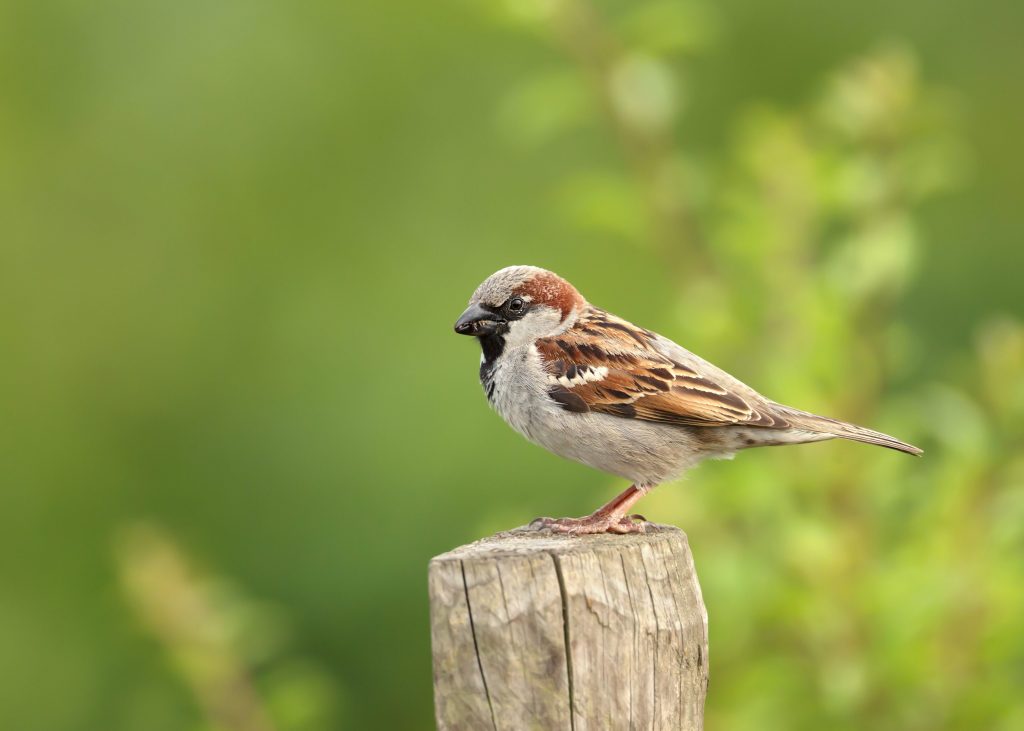 Con circa 1,6 miliardi di individui la passera europea (Passer domesticus) è la specie più diffusa al mondo. In Italia è presente solamente lungo l’arco alpino ed è sostituita da due specie gemelle, la passera d’Italia e quella sarda, nel resto del Paese