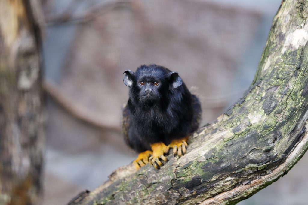 Un esemplare di tamarino dalle mani gialle (Saguinus midas)