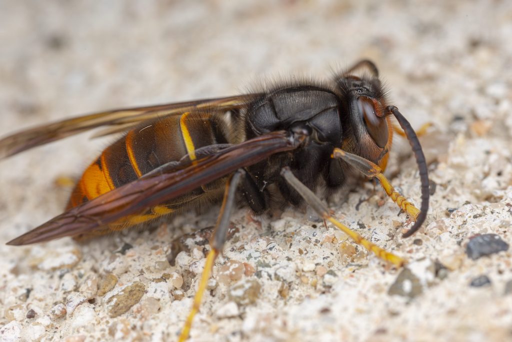 Vespa velutina, specie asiatica presente anche in alcune zone Italia. È più piccola dei comuni calabroni, molto più scura ha una banda giallo–arancione molto larga sulla parte terminale dell’addome. Inoltre le estremità delle zampe sono colorate di giallo