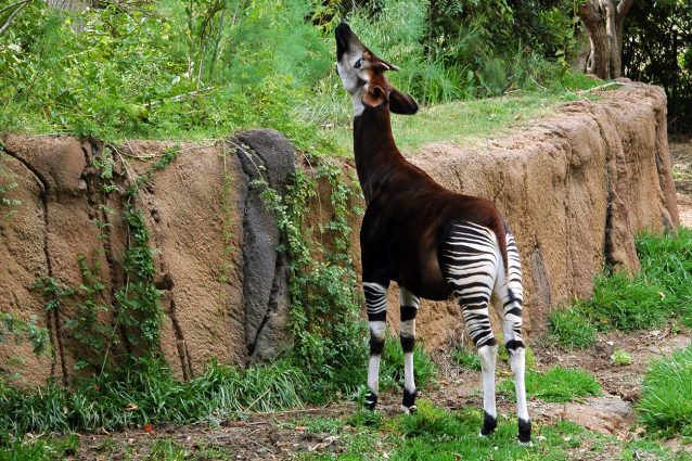 okapi