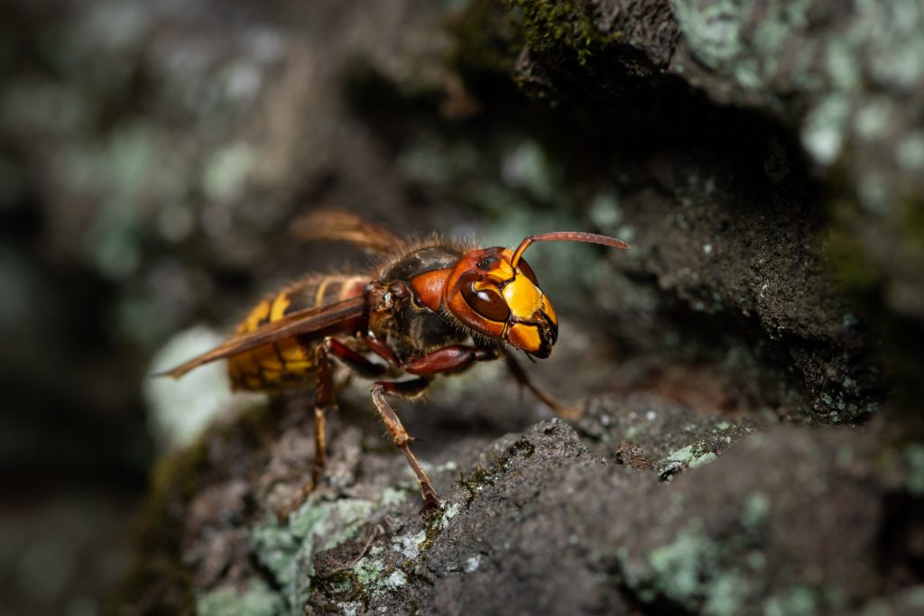 Vespa crabro, il comune calabrone europeo presente in tutta Italia e spesso confuso con la V. velutina.