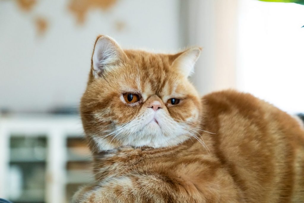 Exotic shorthair