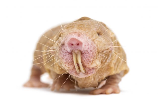 Eterocefalo glabro