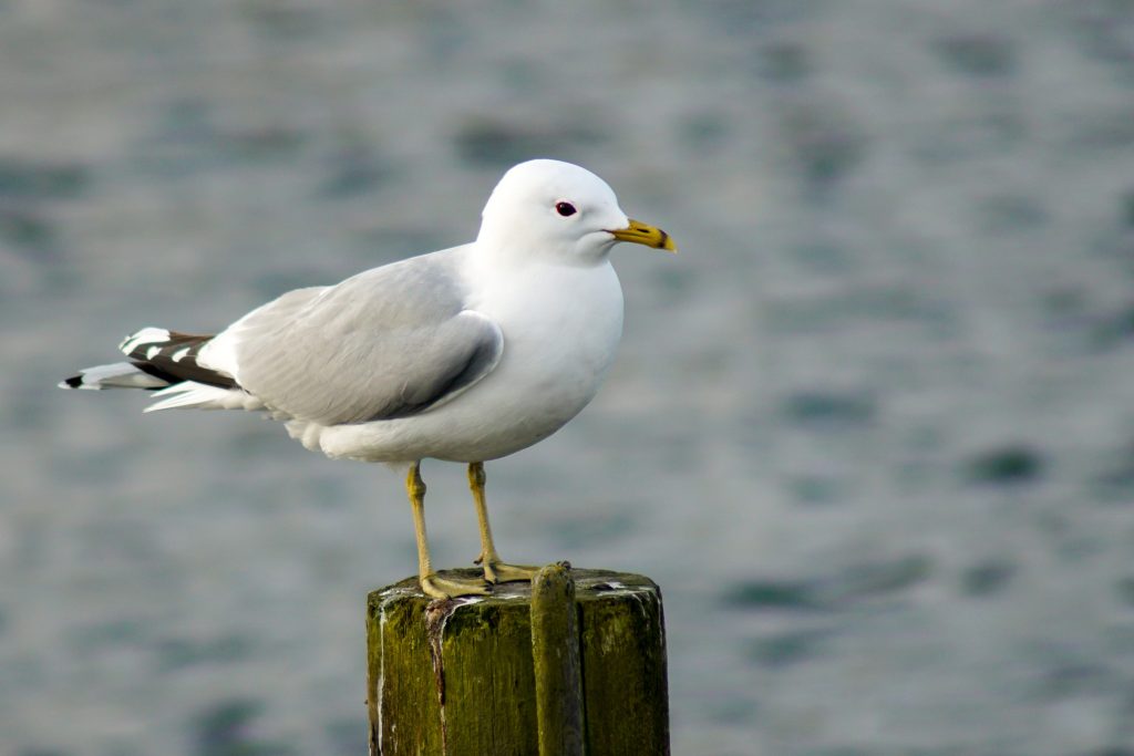 La gavina americana (Larus delawarensis) è il gabbiano più numeroso al mondo. Vive in Nord America ma compie spesso incursioni anche in Nord Europa, soprattutto in inverno