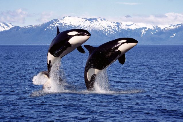 orca