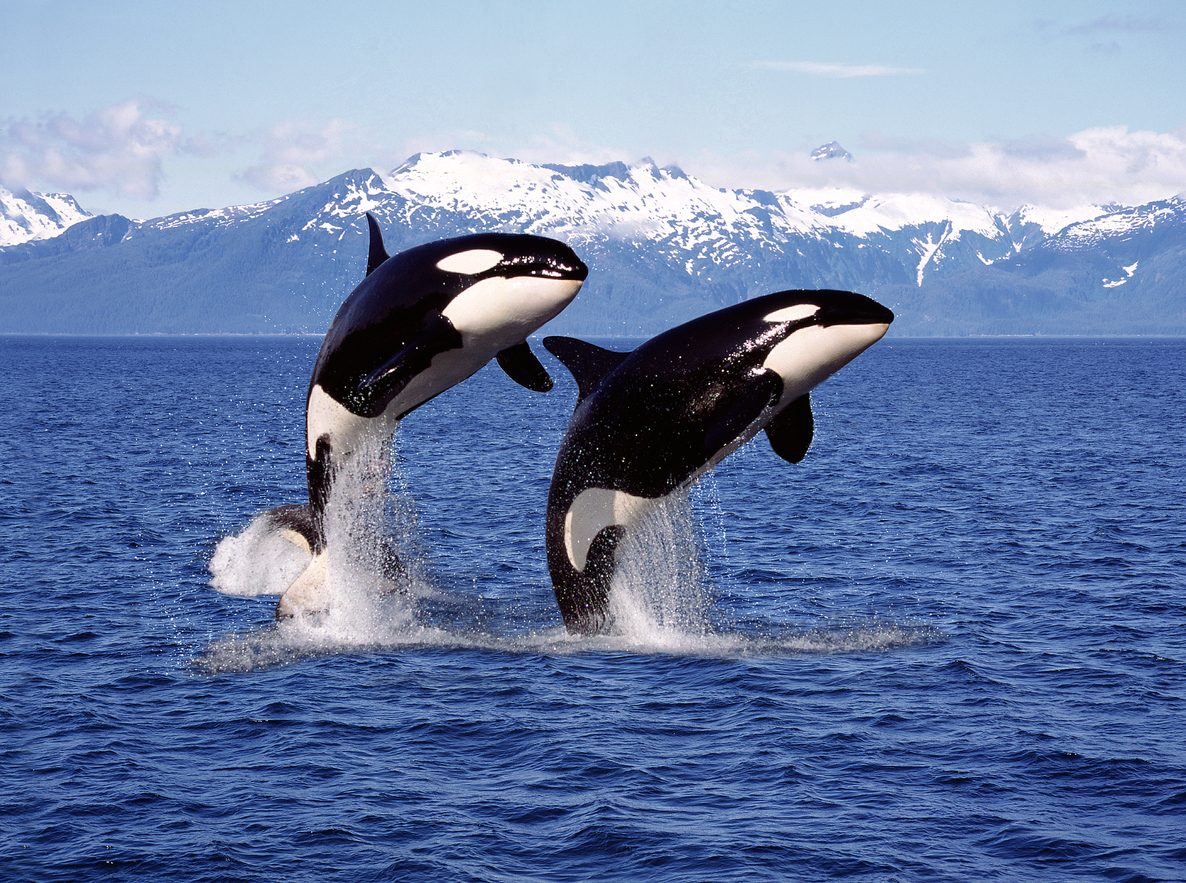 orca