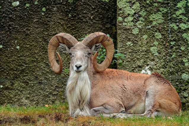urial