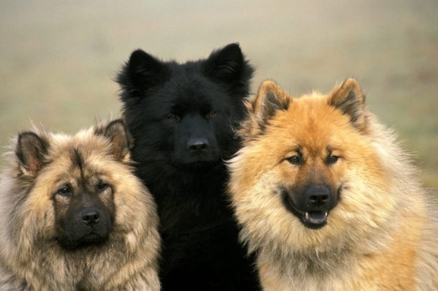 eurasier