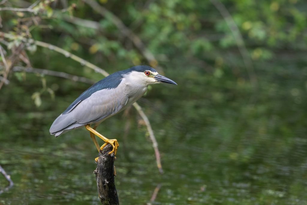 Una nitticora, una delle diverse specie di aironi presenti in Italia