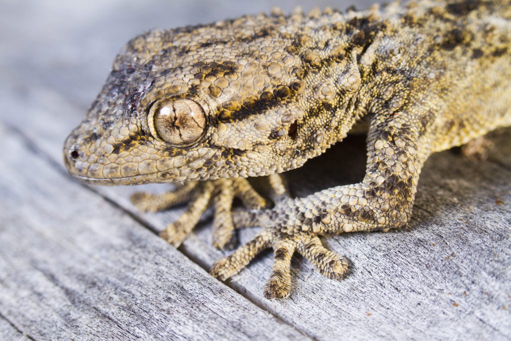 Un geco comune (Tarentola mauritanica), la specie di geco più diffusa in Italia