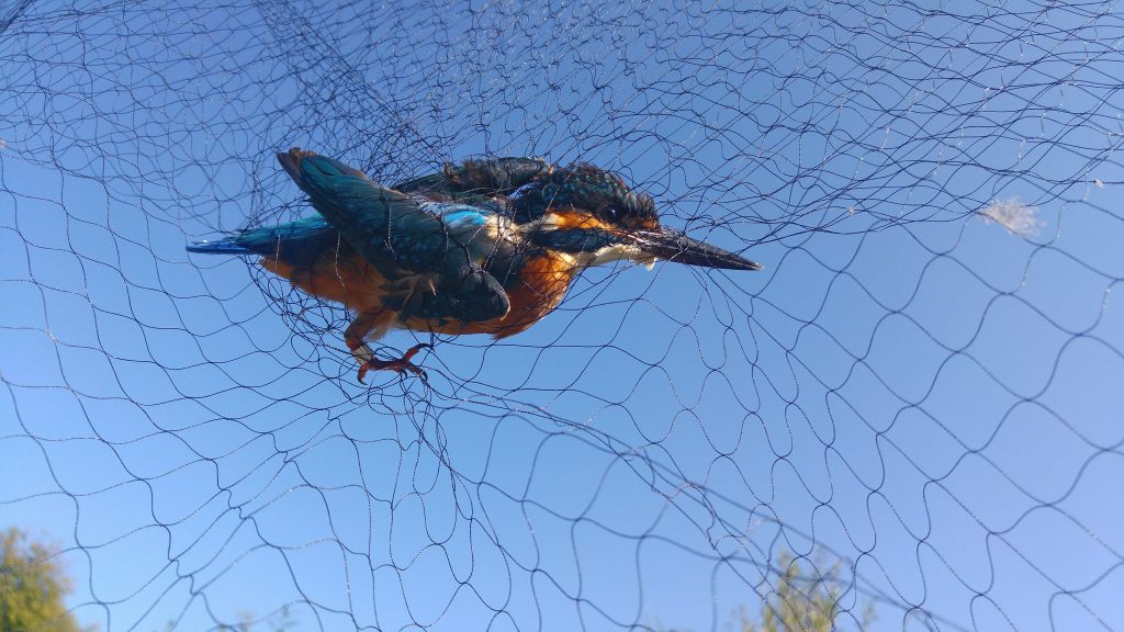Un martin pescatore (Alcedo atthis) aspetta di essere estratto dalla rete