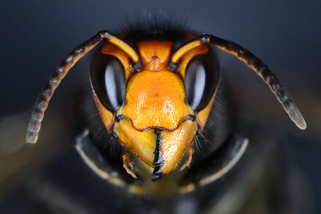Primo piano di un esemplare di Vespa velutina