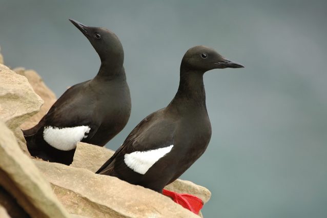 Uria nera