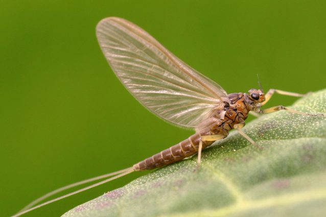effimera