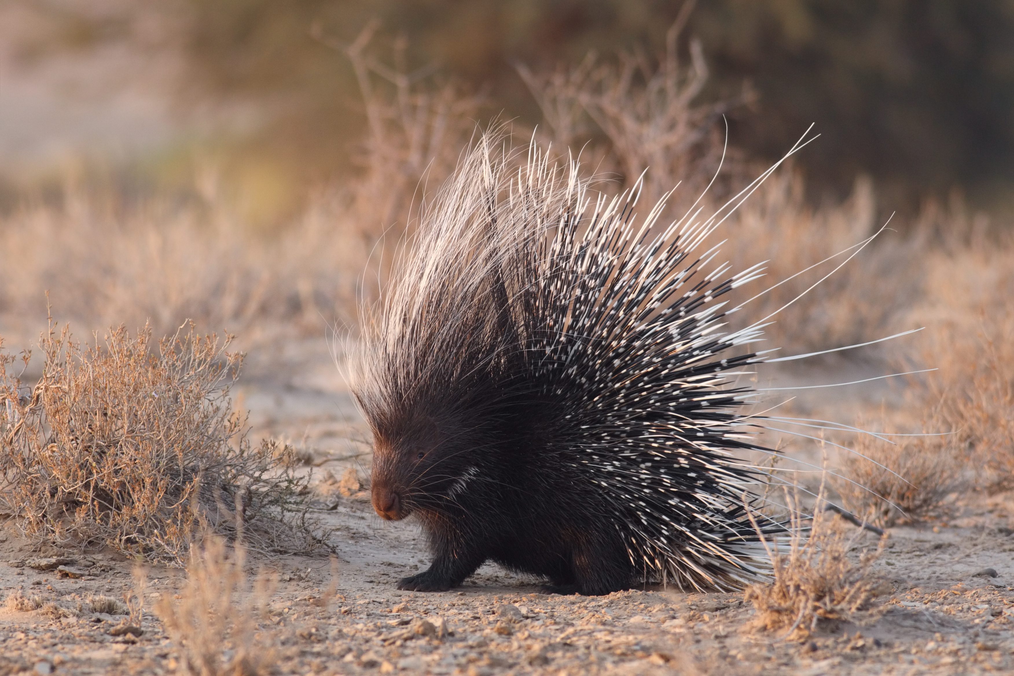 Istrice (Hystrix cristata)
