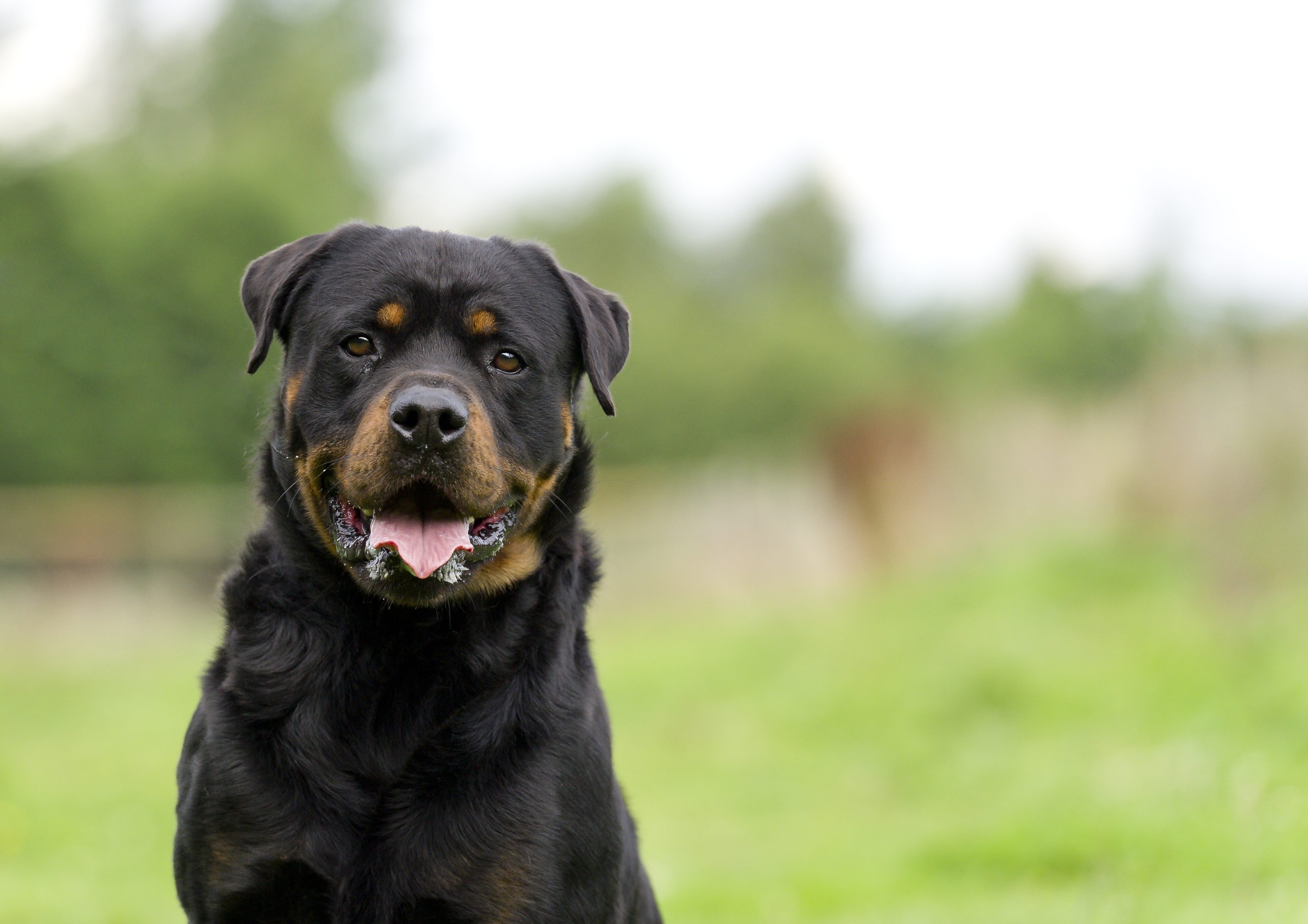 Argo il cane che aspettava il suo Ulisse