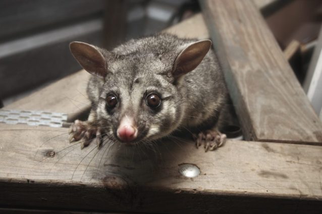 opossum