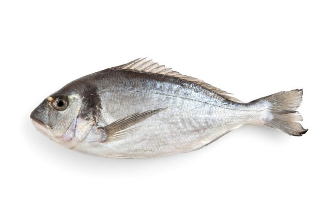 orata