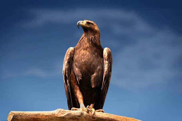 aquila reale