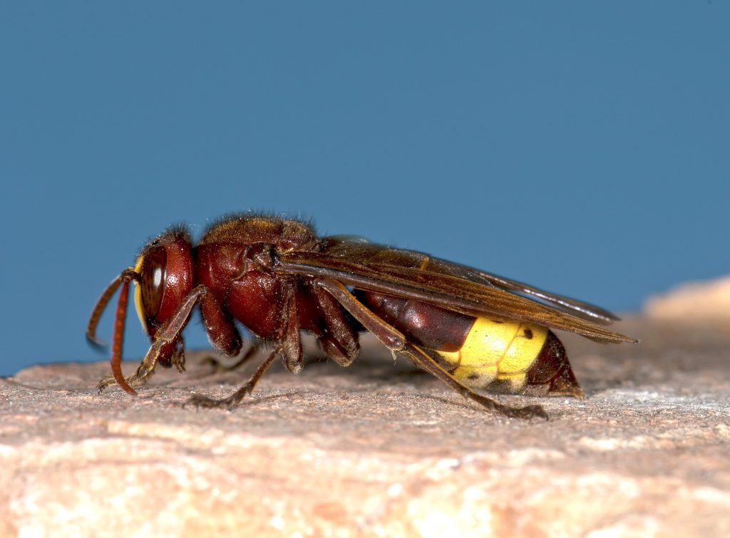Vespa orientalis, altra specie autoctona diffusa soprattutto nelle regioni meridionali. È quasi completamente rossa a eccezione di alcune parti gialle presenti su capo e addome