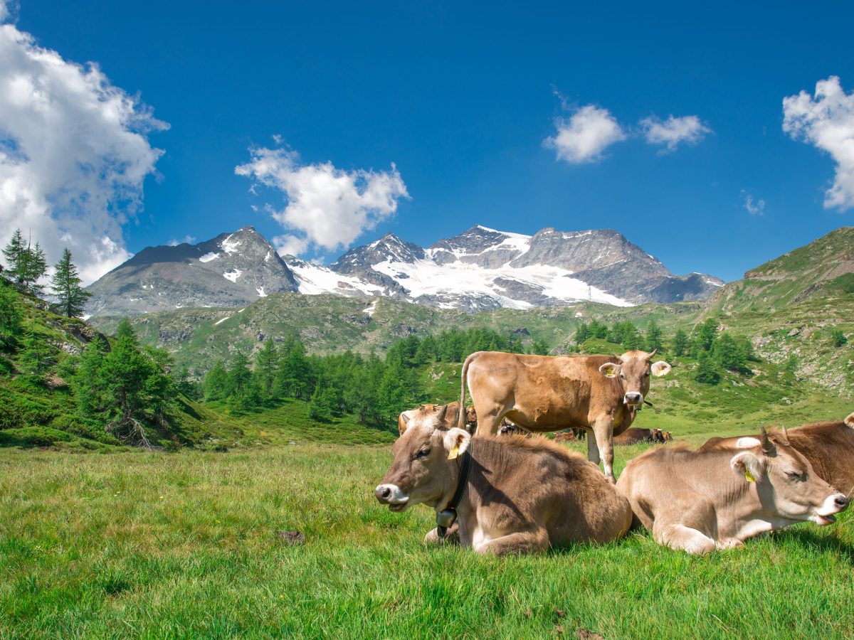 Il sondaggio, la mucca è l'animale nazionale in Svizzera