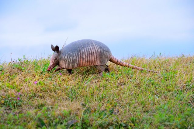 armadillo