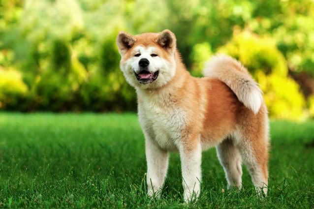Akita Inu