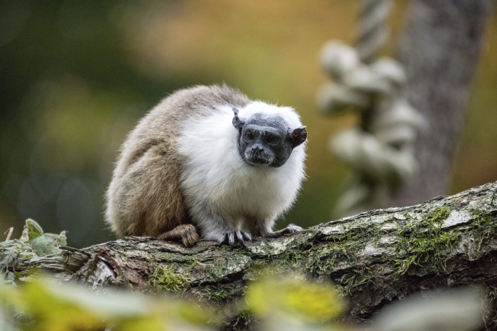 Un esemplare di tamarino calvo (Saguinus bicolor)