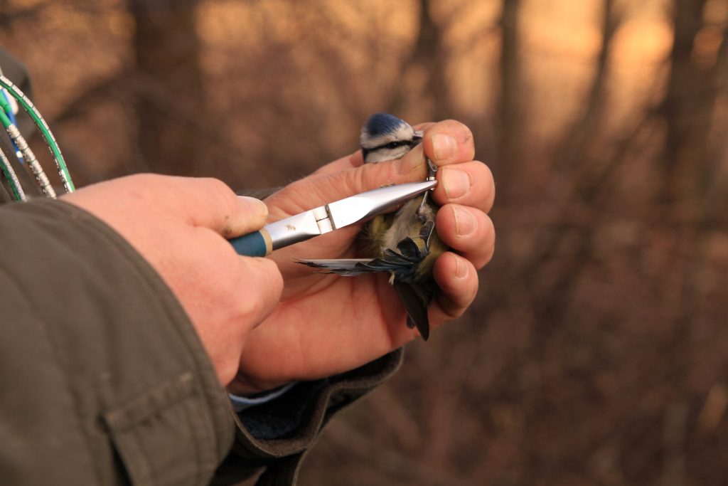 Una cinciarella (Cyanistes caeruleus) ha appena ricevuto il suo anello